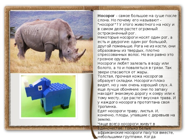 Носорог - самое большое на суше после слона. Но почему его называют - 
