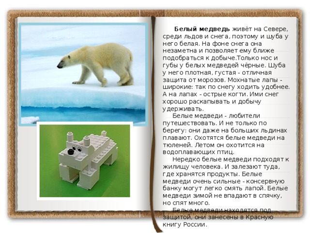  Белый медведь живёт на Севере, среди льдов и снега, поэтому и шуба у него белая. На фоне снега она незаметна и позволяет ему ближе подобраться к добыче.Только нос и губы у белых медведей чёрные. Шуба у него плотная, густая - отличная защита от морозов. Мохнатые лапы - широкие: так по снегу ходить удобнее. А на лапах - острые когти. Ими снег хорошо раскапывать и добычу удерживать.  Белые медведи - любители путешествовать. И не только по берегу: они даже на больших льдинах плавают. Охотятся белые медведи на тюленей. Летом он охотится на водоплавающих птиц.  Нередко белые медведи подходят к жилищу человека. И залезают туда, где хранятся продукты. Белые медведи очень сильные - консервную банку могут легко смять лапой. Белые медведи зимой не впадают в спячку, но спят много.  Белые медведи находятся под защитой, они занесены в Красную книгу России. 