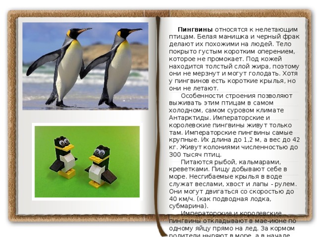  Пингвины относятся к нелетающим птицам. Белая манишка и черный фрак делают их похожими на людей. Тело покрыто густым коротким оперением, которое не промокает. Под кожей находится толстый слой жира, поэтому они не мерзнут и могут голодать. Хотя у пингвинов есть короткие крылья, но они не летают.       Особенности строения позволяют выживать этим птицам в самом холодном, самом суровом климате Антарктиды. Императорские и королевские пингвины живут только там. Императорские пингвины самые крупные. Их длина до 1,2 м, а вес до 42 кг. Живут колониями численностью до 300 тысяч птиц.       Питаются рыбой, кальмарами, креветками. Пищу добывают себе в море. Несгибаемые крылья в воде служат веслами, хвост и лапы - рулем. Они могут двигаться со скоростью до 40 км/ч. (как подводная лодка, субмарина).       Императорские и королевские пингвины откладывают в мае-июне по одному яйцу прямо на лед. За кормом родители ныряют в море, а в начале декабря, когда птенцы станут взрослыми, они будут вместе добывать корм.      
