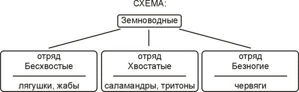Урок биологии по теме "Класс Земноводные. Особенности строения, жизнедеятельност