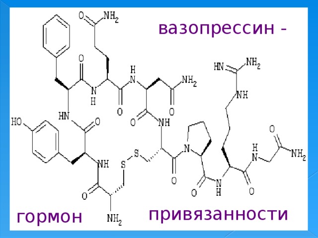 Гормон вазопрессин презентация