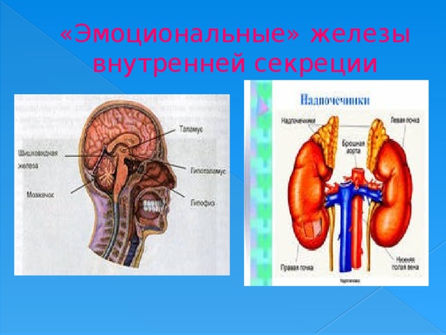 «Эмоциональные» железы внутренней секреции 