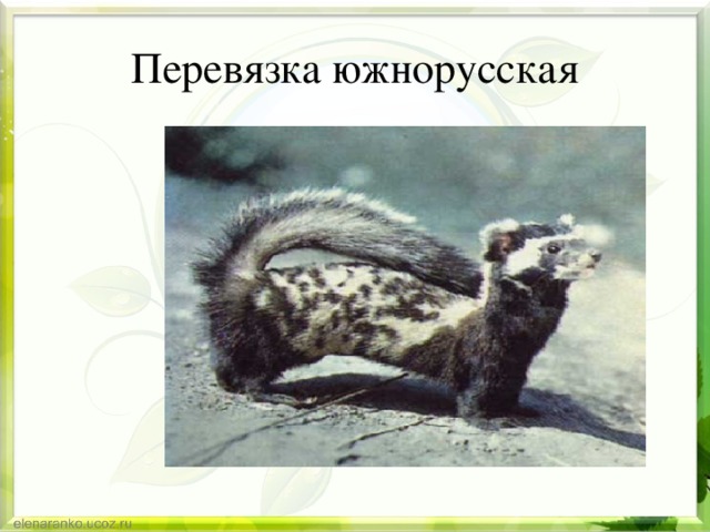 Перевязка южнорусская 