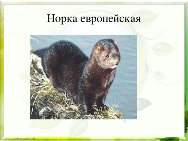 Норка европейская 