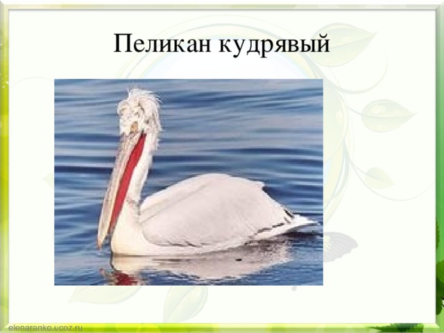 Пеликан кудрявый 