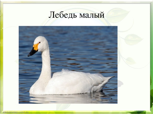 Лебедь малый 