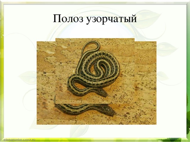 Полоз узорчатый 