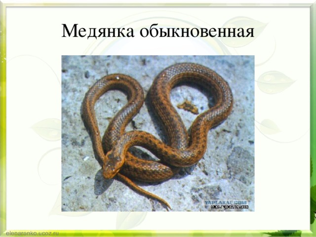 Медянка обыкновенная 