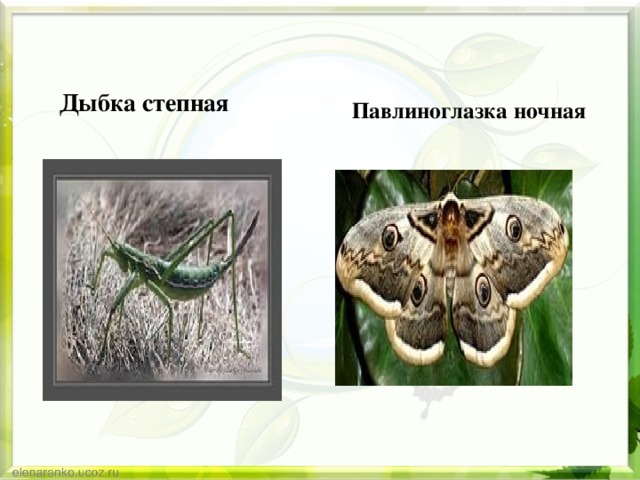 Павлиноглазка ночная Дыбка степная 