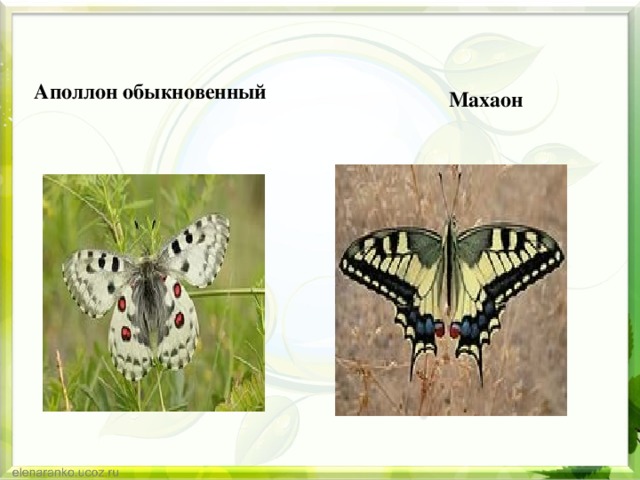  Махаон Аполлон обыкновенный 