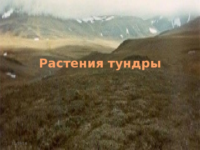 Растения тундры 11/19/16  