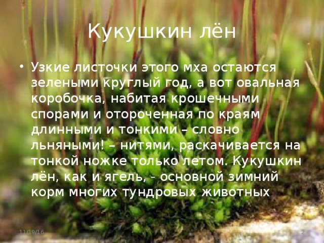 Кукушкин лён Узкие листочки этого мха остаются зелеными круглый год, а вот овальная коробочка, набитая крошечными спорами и отороченная по краям длинными и тонкими – словно льняными! – нитями, раскачивается на тонкой ножке только летом. Кукушкин лён, как и ягель, - основной зимний корм многих тундровых животных 11/19/16  