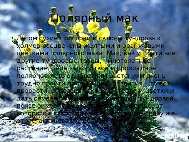 Полярный мак Летом сухие пригорки и склоны тундровых холмов расцвечены желтыми и оранжевыми цветками полярного мака. Мак, как и почти все другие тундровые травы, - многолетнее растение. Ведь за короткое и прохладное полярное лето однолетним растениям очень трудно пройти полный цикл развития – то есть прорасти, образовать корни, стебли и цветки и дать семена. А у мака в промерзлой тундровой почве зимует морозостойкое корневище, от которого с приходом весеннего тепла сразу же отрастают новые стебли 11/19/16  