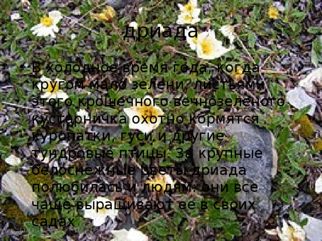 дриада В холодное время года, когда кругом мало зелени, листьями этого крошечного вечнозеленого кустарничка охотно кормятся куропатки, гуси и другие тундровые птицы. За крупные белоснежные цветы дриада полюбилась и людям: они все чаще выращивают ее в своих садах 11/19/16  