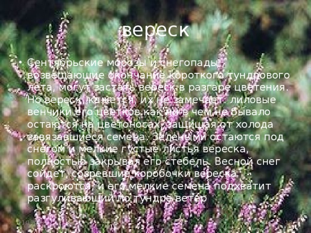 вереск Сентябрьские морозы и снегопады, возвещающие окончание короткого тундрового лета, могут застать вереск в разгаре цветения. Но вереск, кажется, их не замечает: лиловые венчики его цветков как ни в чем не бывало остаются на цветоносах, защищая от холода завязавшиеся семена. Зелеными остаются под снегом и мелкие густые листья вереска, полностью закрывая его стебель. Весной снег сойдет, созревшие коробочки вереска раскроются, и его мелкие семена подхватит разгуливающий по тундре ветер 11/19/16  