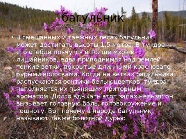 багульник В смешанных и таежных лесах багульник может достигать высоты 1,5 метра. В тундре его стебли прячутся в толще мхов и лишайников, едва приподнимая над землей тонкие ветки, покрытые длинными красновато-бурыми волосками. Когда на ветках багульника распускаются зонтики белых цветков, тундра наполняется их пьянящим приторным ароматом. Долго вдыхать этот запах нельзя: он вызывает головную боль, головокружение и тошноту. Вот почему в народе багульник называют также болотной дурью 11/19/16  