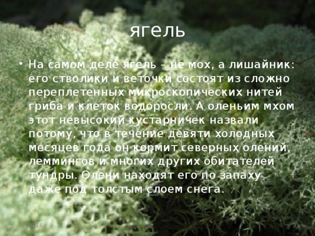 ягель На самом деле ягель – не мох, а лишайник: его стволики и веточки состоят из сложно переплетенных микроскопических нитей гриба и клеток водоросли. А оленьим мхом этот невысокий кустарничек назвали потому, что в течение девяти холодных месяцев года он кормит северных олений, леммингов и многих других обитателей тундры. Олени находят его по запаху даже под толстым слоем снега. 11/19/16  