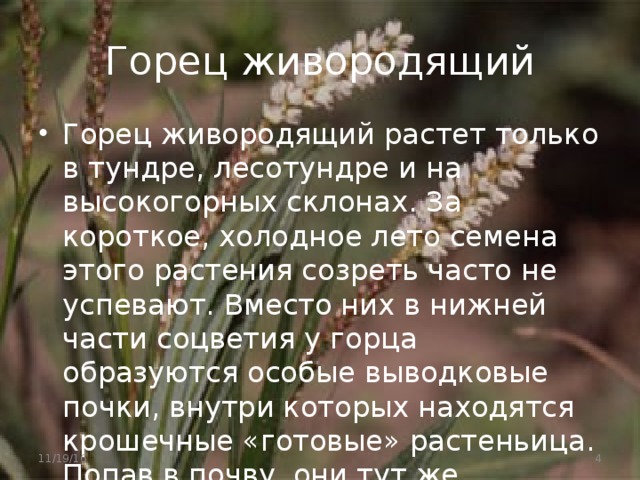 Горец живородящий Горец живородящий растет только в тундре, лесотундре и на высокогорных склонах. За короткое, холодное лето семена этого растения созреть часто не успевают. Вместо них в нижней части соцветия у горца образуются особые выводковые почки, внутри которых находятся крошечные «готовые» растеньица. Попав в почву, они тут же пускаются в рост. 11/19/16  