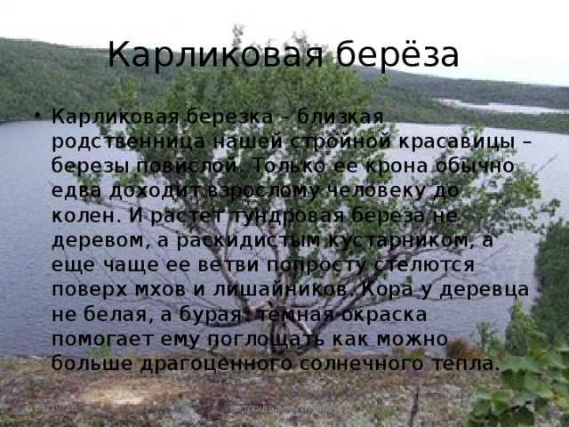 Карликовая берёза Карликовая березка – близкая родственница нашей стройной красавицы – березы повислой. Только ее крона обычно едва доходит взрослому человеку до колен. И растет тундровая береза не деревом, а раскидистым кустарником, а еще чаще ее ветви попросту стелются поверх мхов и лишайников. Кора у деревца не белая, а бурая: темная окраска помогает ему поглощать как можно больше драгоценного солнечного тепла. 11/19/16  автор:вадим глушков 