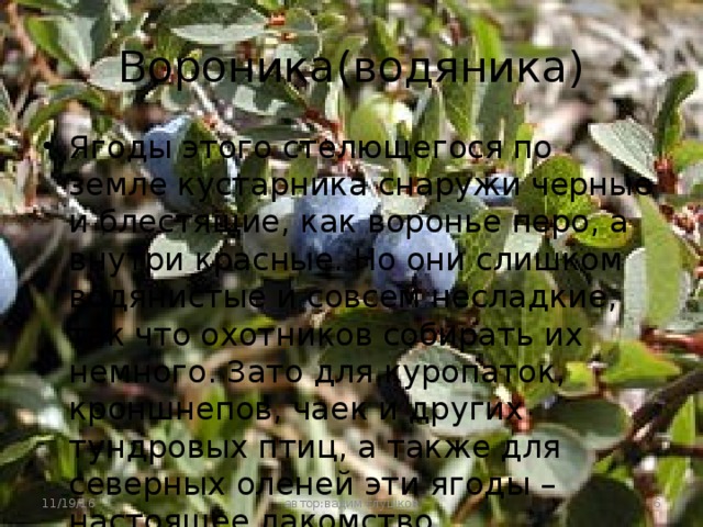 Вороника(водяника) Ягоды этого стелющегося по земле кустарника снаружи черные и блестящие, как воронье перо, а внутри красные. Но они слишком водянистые и совсем несладкие, так что охотников собирать их немного. Зато для куропаток, кроншнепов, чаек и других тундровых птиц, а также для северных оленей эти ягоды – настоящее лакомство 11/19/16  автор:вадим глушков 