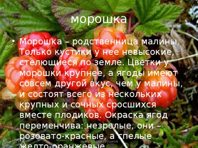 морошка Морошка – родственница малины. Только кустики у нее невысокие, стелющиеся по земле. Цветки у морошки крупнее, а ягоды имеют совсем другой вкус, чем у малины, и состоят всего из нескольких крупных и сочных сросшихся вместе плодиков. Окраска ягод переменчива: незрелые, они – розовато-красные, а спелые желто-оранжевые. 11/19/16  автор:вадим глушков 