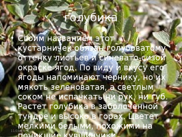 голубика Своим названием этот кустарничек обязан голубоватому оттенку листьев и синевато-сизой окраске ягод. По виду и вкусу его ягоды напоминают чернику, но их мякоть зеленоватая, а светлым соком не испачкать ни рук, ни губ. Растет голубика в заболоченной тундре и высоко в горах. Цветет мелкими белыми, похожими на поникшие кувшинчики цветочками. 11/19/16  автор:вадим глушков 