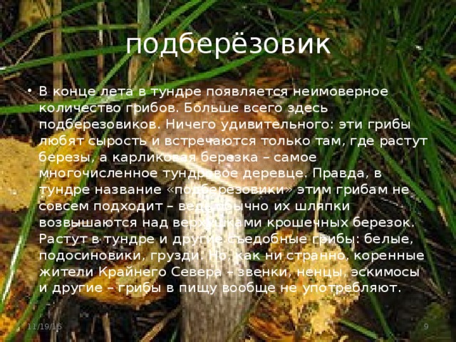 подберёзовик В конце лета в тундре появляется неимоверное количество грибов. Больше всего здесь подберезовиков. Ничего удивительного: эти грибы любят сырость и встречаются только там, где растут березы, а карликовая березка – самое многочисленное тундровое деревце. Правда, в тундре название «подберезовики» этим грибам не совсем подходит – ведь обычно их шляпки возвышаются над верхушками крошечных березок. Растут в тундре и другие съедобные грибы: белые, подосиновики, грузди. Но, как ни странно, коренные жители Крайнего Севера – звенки, ненцы, эскимосы и другие – грибы в пищу вообще не употребляют. 11/19/16  