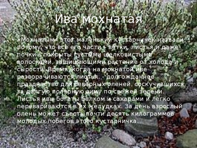 Ива мохнатая «Мохнатым» этот маленький кустарничек назвали потому, что все его части – ветки, листья и даже почки – покрыты густыми шелковистыми волосками, защищающими растение от холода и сырости. Время, когда на мохнатой иве разворачиваются листья, - долгожданное празднество для северных оленей, соскучившихся за долгую полярную зиму по свежей зелени. Листья ивы богаты белком и сахарами и легко перевариваются в их желудках. За день взрослый олень может съесть почти десять килограммов молодых побегов этого кустарничка. 11/19/16  