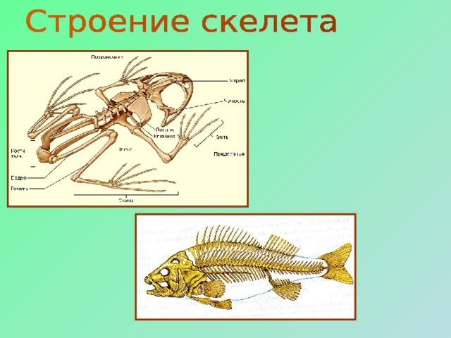 Прочный внутренний скелет. Скелет головастика. Внутреннее строение головастика. Строение головастика. Строение головастика лягушки.