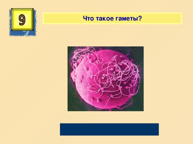  Что такое гаметы? Половые клетки 