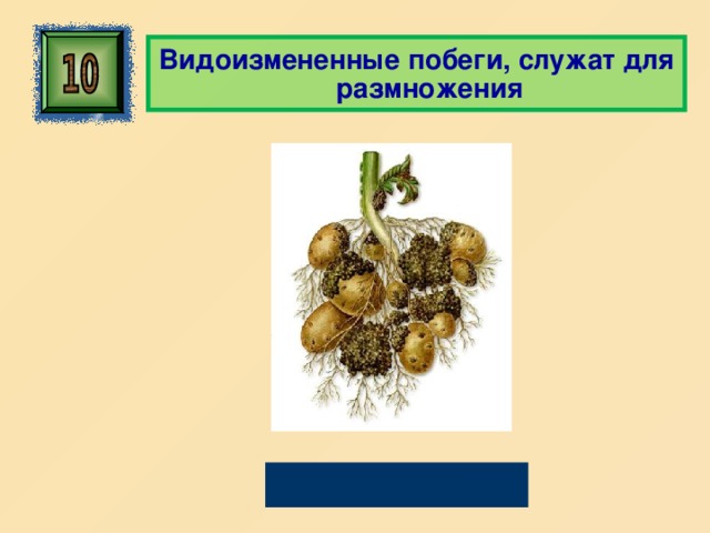  Видоизмененные побеги, служат для размножения Клубни 
