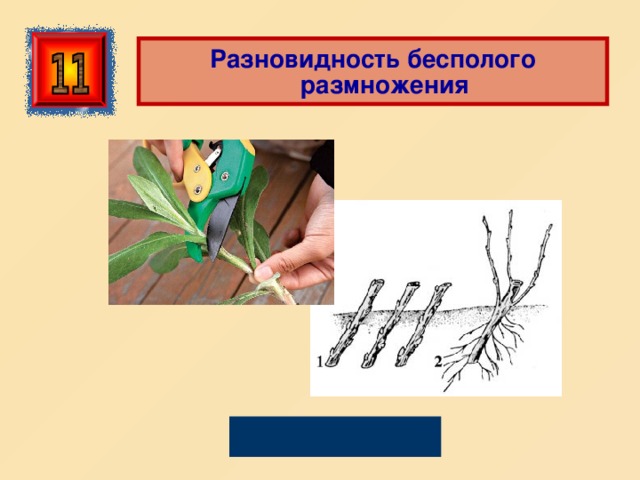  Разновидность бесполого размножения Черенкование 