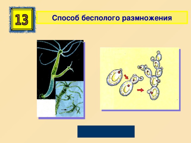 Способ бесполого размножения Почкование 
