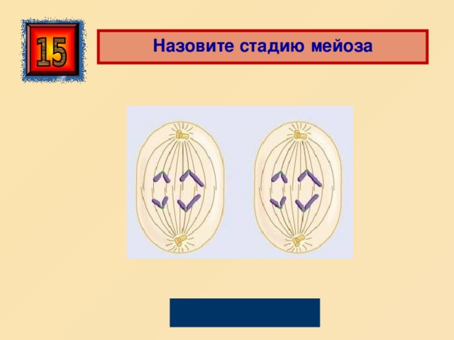  Назовите стадию мейоза Анафаза II 