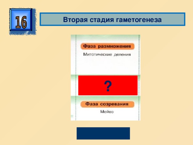 Вторая стадия гаметогенеза ? Фаза роста 