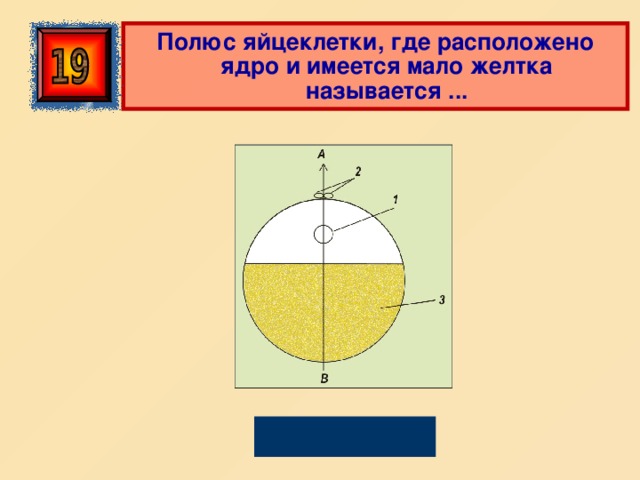 Полюс яйцеклетки, где расположено ядро и имеется мало желтка называется ... Анимальным 