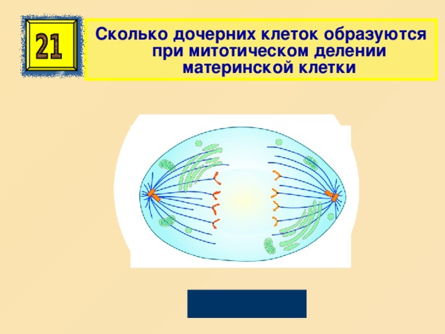 Сколько дочерних клеток образуются при митотическом делении материнской клетки Две 