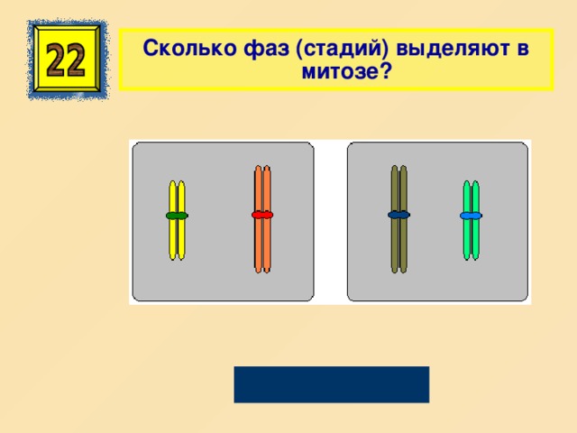 Сколько фаз (стадий) выделяют в митозе? Четыре 