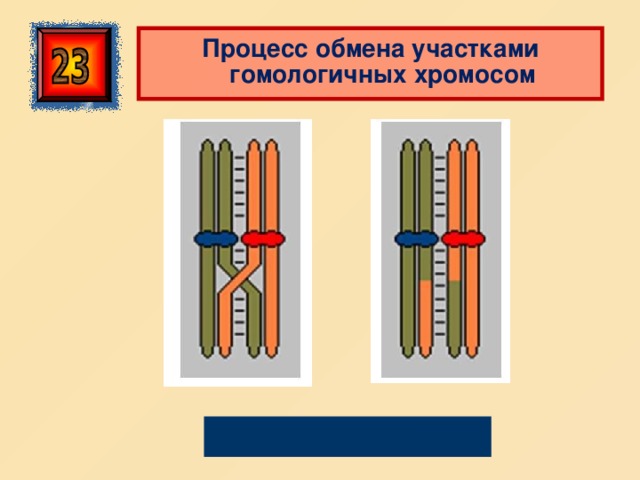  Процесс обмена участками гомологичных хромосом Кроссинговер 