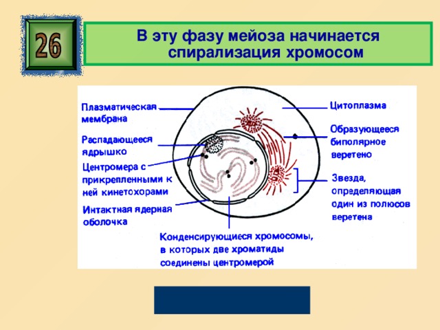 В эту фазу мейоза начинается спирализация хромосом Профаза 