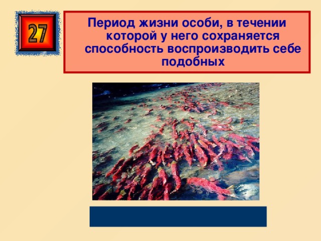 Период жизни особи, в течении которой у него сохраняется способность воспроизводить себе подобных Репродуктивный период 
