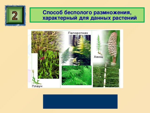  Способ бесполого размножения, характерный для данных растений Спорообразование 