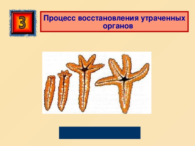  Процесс восстановления утраченных органов  Регенерация 