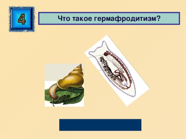  Что такое гермафродитизм? Обоеполость 