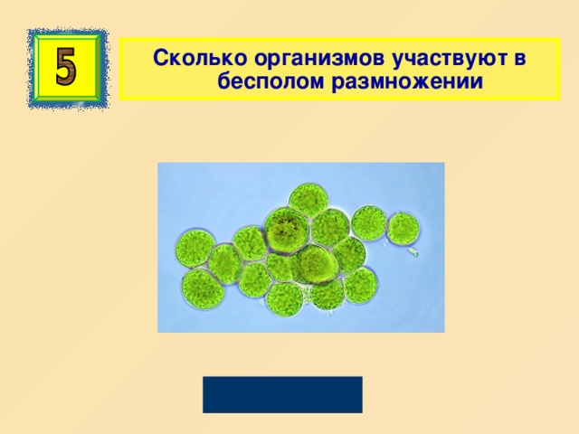  Сколько организмов участвуют в бесполом размножении Один 