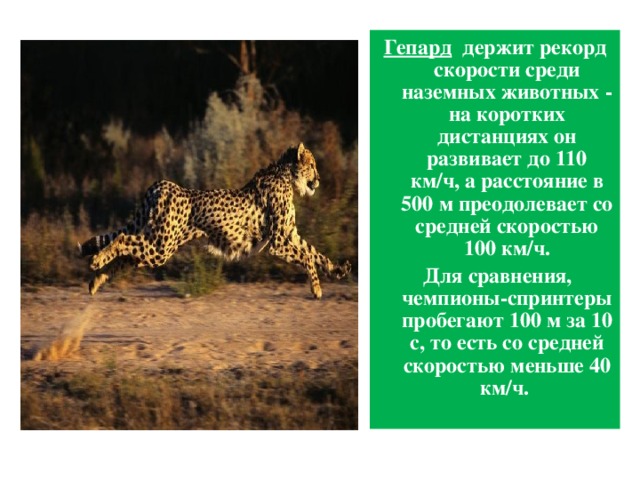 Гепард   держит рекорд скорости среди наземных животных - на коротких дистанциях он развивает до 110 км/ч, а расстояние в 500 м преодолевает со средней скоростью 100 км/ч.  Для сравнения, чемпионы-спринтеры пробегают 100 м за 10 с, то есть со средней скоростью меньше 40 км/ч. 