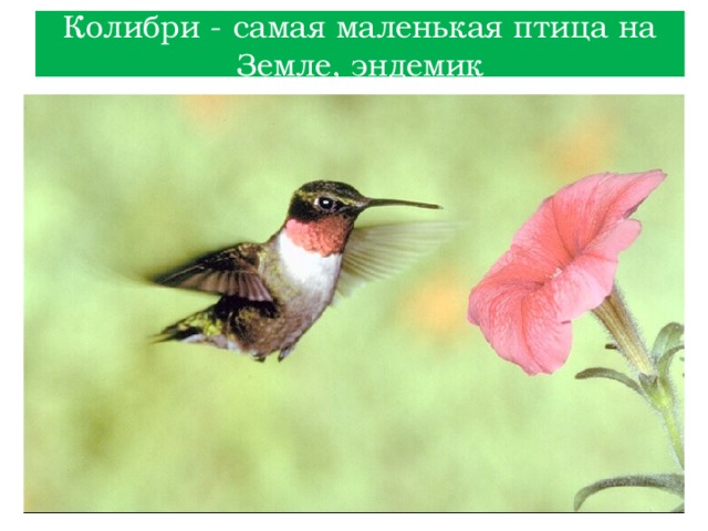 Колибри - самая маленькая птица на Земле, эндемик 