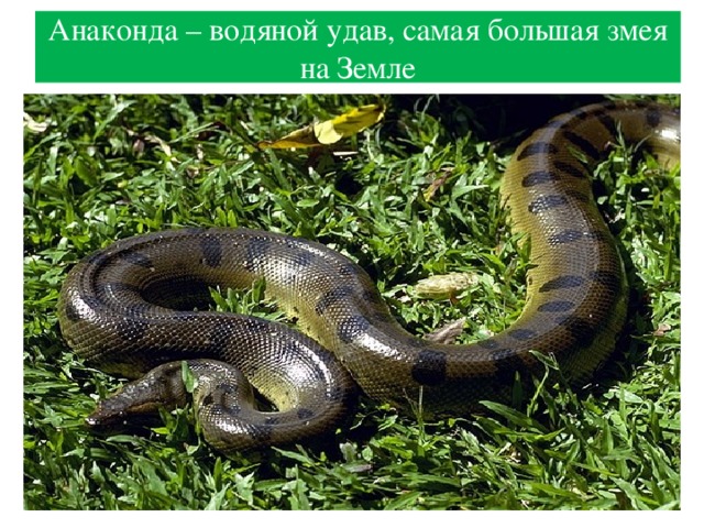 Анаконда – водяной удав, самая большая змея на Земле 