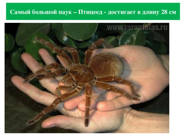 Самый большой паук – Птицеед - достигает в длину 28 см 