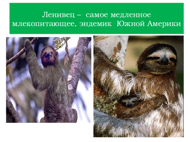 Ленивец – самое медленное млекопитающее, эндемик Южной Америки 